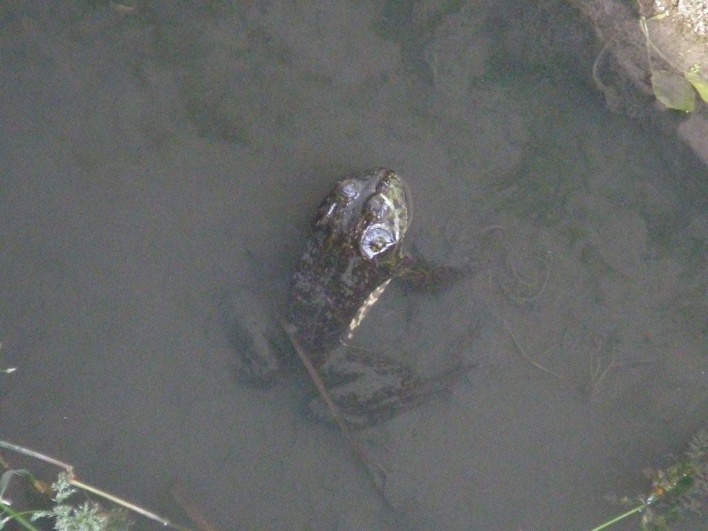 かわいらしいかえるでしょ